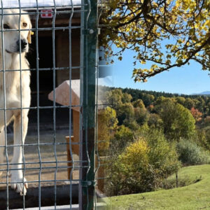 arazisi olmayan belediyeyeler nereye barinak kuracak m5I6gNp3