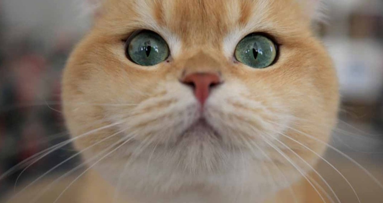 kedisi miyavladi diye 5500 tl ceza odedi MxWZIR8D