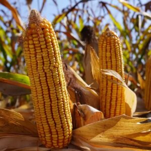 misir alim fiyati belli oldu AQeyXbRm