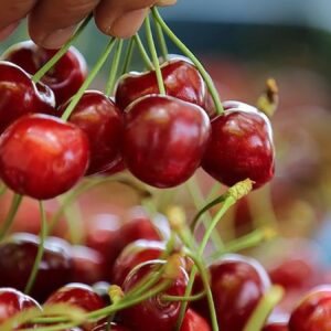 turk kirazi norvecte daha ucuz vatandas tadini unuttu onlar tuketiyor NQZ71qxv