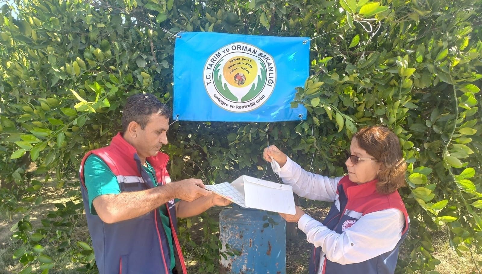 aydinda akdeniz meyve sinegi ile mucadele r5POGqGY