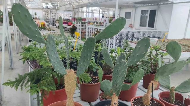 her sey bir kaktus ile basladi almanyadan rizeye dondu ayda 10 bin cicek satiyor Esduvfp3