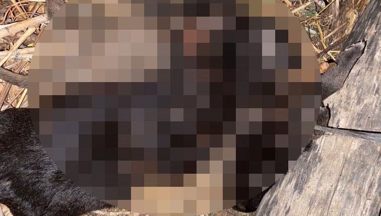 tokatta vahset uc yavru kopek bogulmus halde bulundu 77Dv1hmv