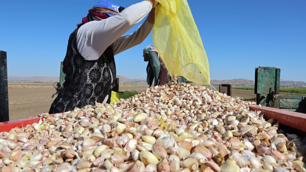 aksarayda organik sarimsaklarin ekimi basladi Oy2tES6k