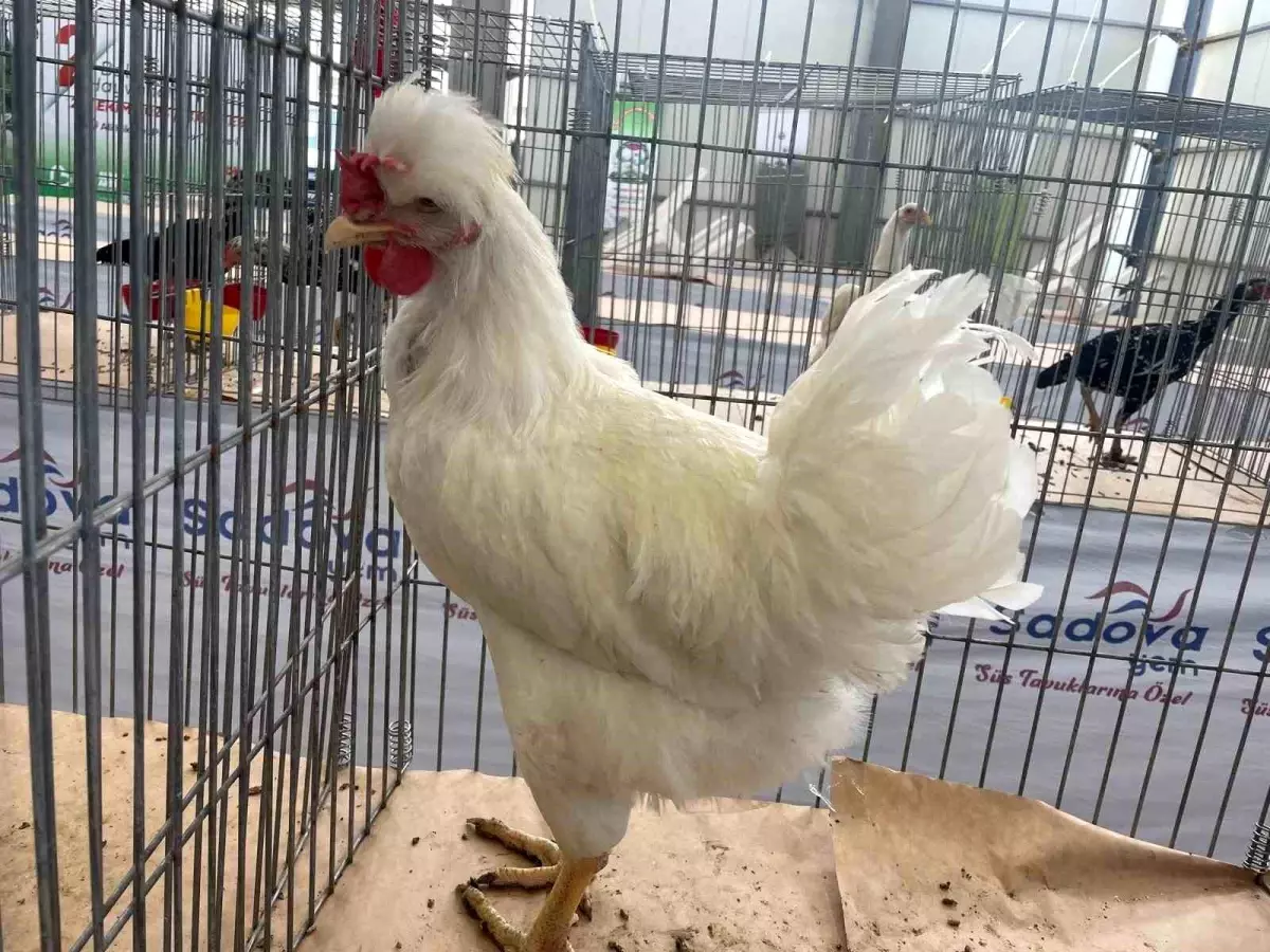 gugulli tavuk irki fuarda ilgi gordu 2244qGkr