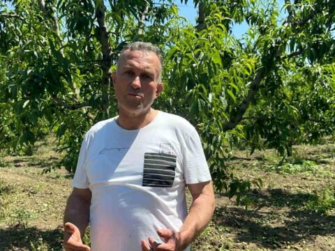Bursa’da Şeftali Üretimi Artıyor: Tekleme Mesaisi Uzadı