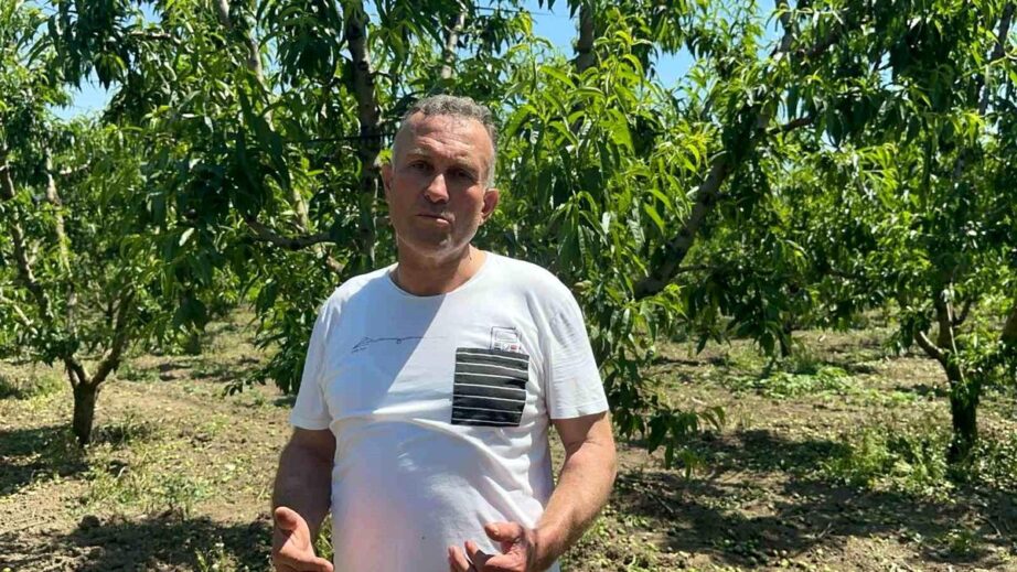 Bursa’da Şeftali Üretimi Artıyor: Tekleme Mesaisi Uzadı